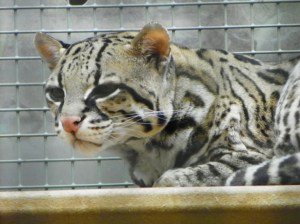 Ocelot