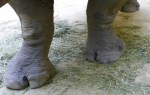 Rhino Feet