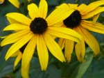 Black Eyed Susan