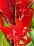 Canna Lily
