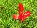 Wayward Canna Lily