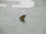 monarch in the rain