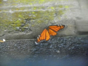 monarch out of the rain