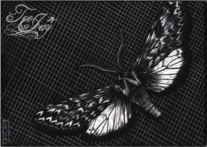 Moth scratchboard