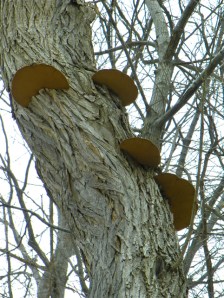 shelf fungus on tree