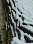 snow on bark