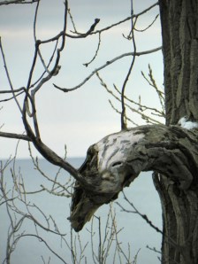odd branch