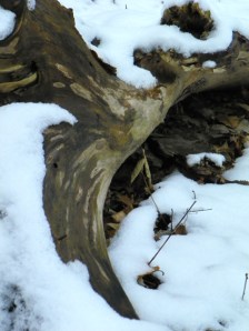 snow on fallen tree