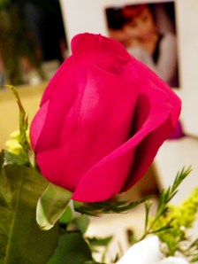 perfect single red rose