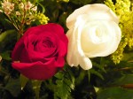 red rose white rose