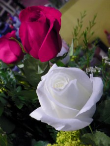 red rose white rose
