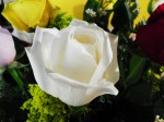 white rose