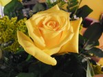yellow rose