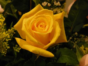 yellow rose of Texas