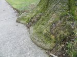 tree growing over sidewalk