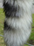snow leopard tail