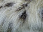 snow leopard fur