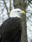 eagle