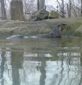river otter