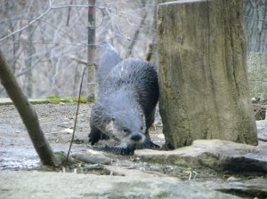river otter