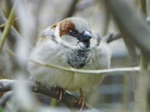house sparrow