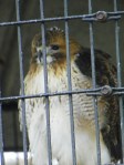 red tailed hawk