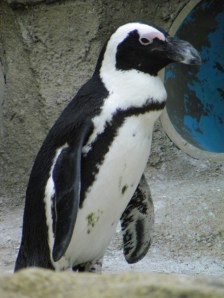 penguin