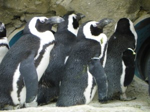 penguins