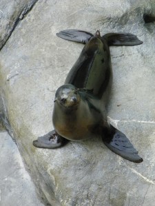 seal