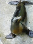 seal