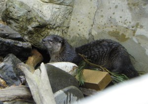 river otter