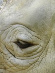 rhino eye