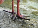 bird feet