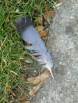 shed feather