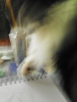 cat helping with drawing