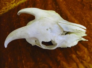 goat skull