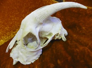 goat skull
