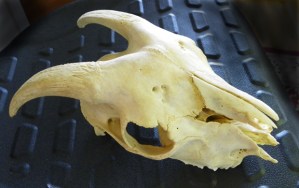 goat skull