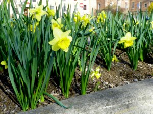 daffodils 