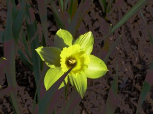 daffodil
