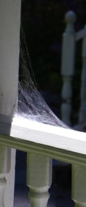 spiderwebs