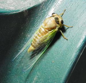 cicada
