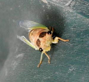 cicada