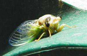 cicada