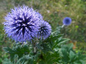 globe thistles