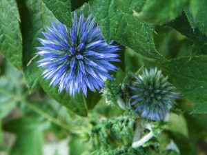 globe thistles 