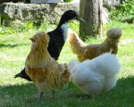 three chickens and a duck