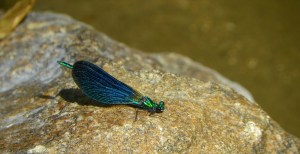 think it is a marshfly, but not sure