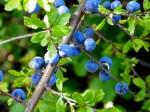 wild blue berries