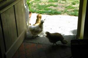 chickens in house